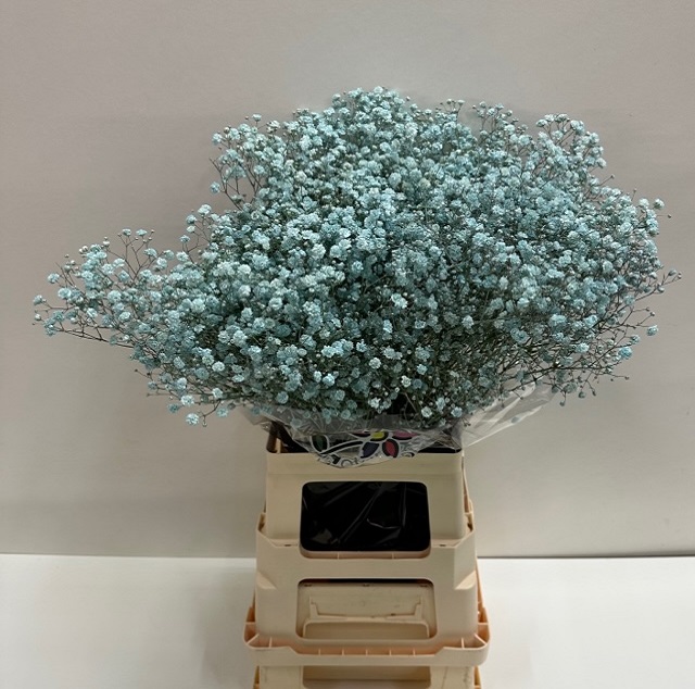 Gyps paint licht blauw.jpg